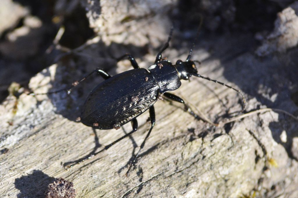 Carabus granulatus interstitialis, Carabidae